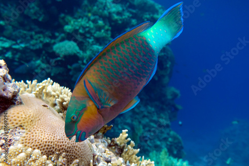 Parrot fish  Scarus frenatus   close up in Red sea