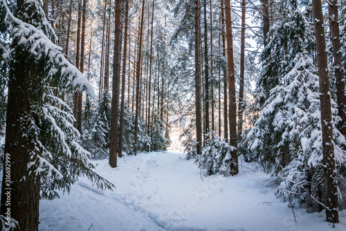 Beautiful winter scenery with forest full of trees covered snow