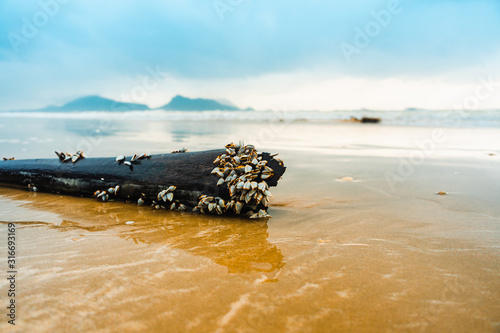 Fotografia The goose barnacles barnacle on wood on the beach.
