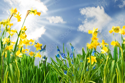 Sunny Spring Flower Meadow With Narcissus. Springtime And Summer. Blue Sky With Clouds