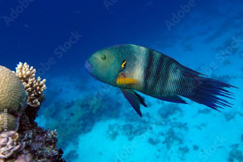 Fototapeta Naklejka Na Ścianę i Meble -  Coral fish,Broomtail wrasse (Cheilinus lunulatus) at the Red Sea, coral reef