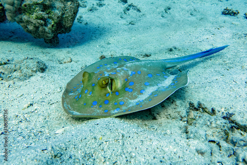 Blue - spotted stingray in Red sea  close up