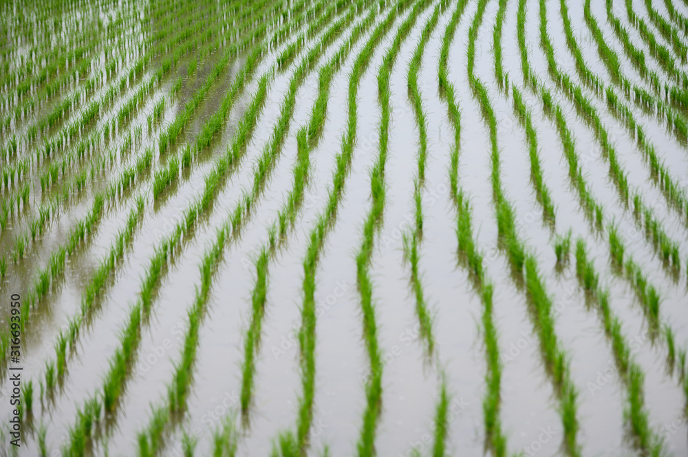 Young rice plant in the plantation field Young rice plant in the plantation field