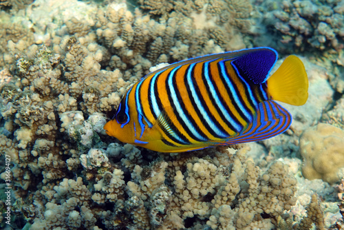 Angel fish, Royal angelfish, Pygoplites diacanthus in tropical coral reef