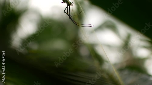 Large wooden banana spider Nephila