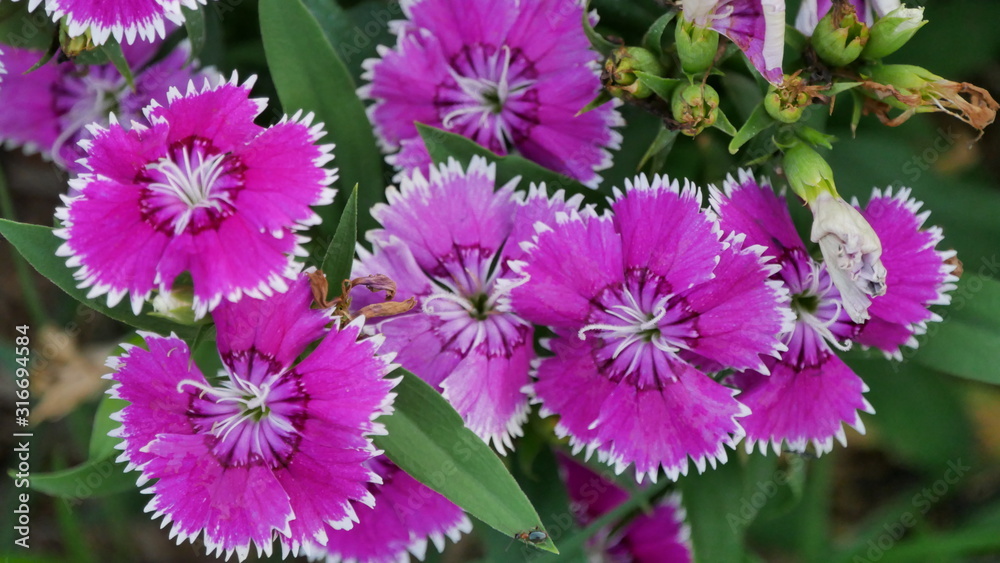 pink flowers in the garden pink flowers in the garden