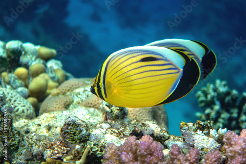 Blacktail Butterflyfish swimming around fire corals. Close up