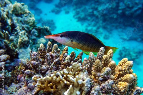 Coral fish,Bird Wrasse - Gomphosus caeruleus klunzingeri swimming in Red sea near corals