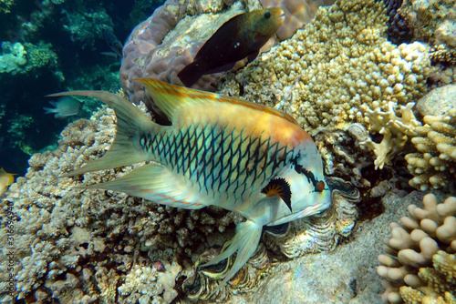 Wallpaper Mural Beautiful fish under the sea - close up, Red sea Egypt Torontodigital.ca