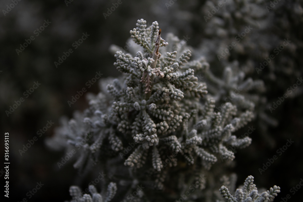 macro shot close up of a winter flower macro shot close up of a winter flower