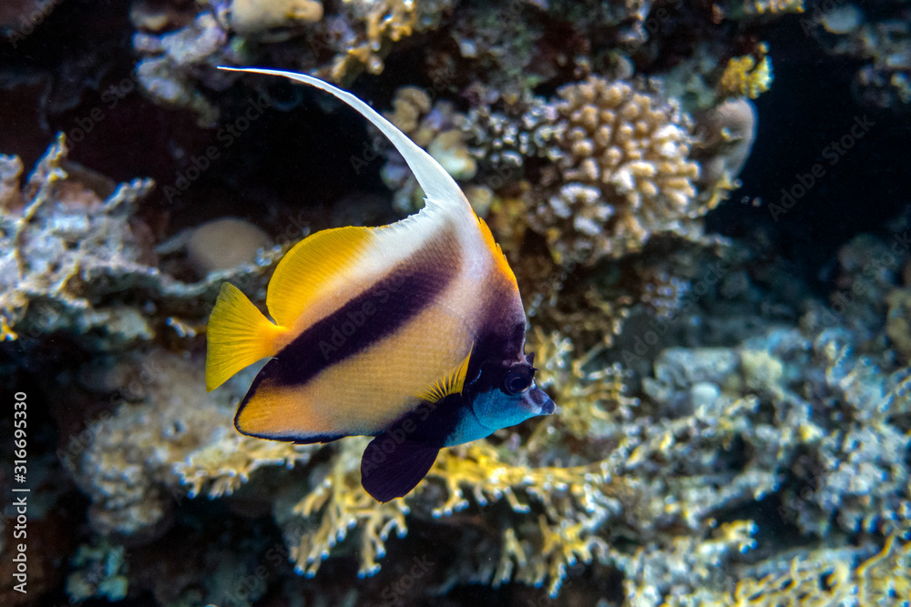 Pennant ( Heniochus acuminatus) in Red sea Pennant ( Heniochus acuminatus) in Red sea