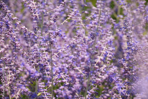 purple wild flowers close up