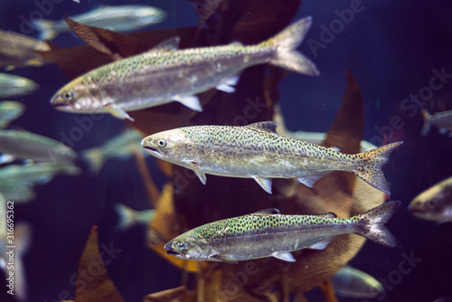 Young salmon