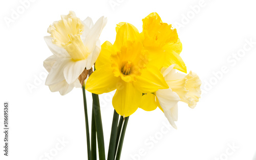 Fototapeta Naklejka Na Ścianę i Meble -  daffodil flower isolated