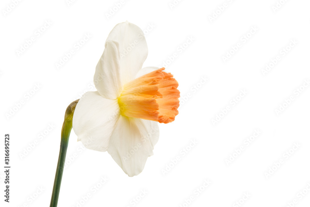 Fototapeta premium daffodil flower isolated