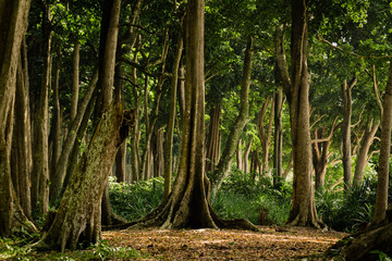 Foto auf Leinwand Wald Tropischer Wald auf Havelock Island, Andaman and Nicobar Islands, Indien  © Ulrich Hollmann