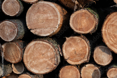 Pile OF Pine Tree Logs Background