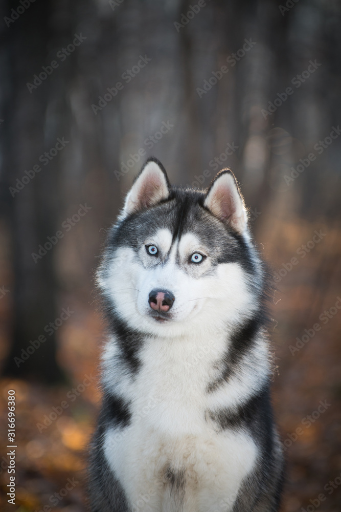 Husky dog in the autumn forest, closeup portrait