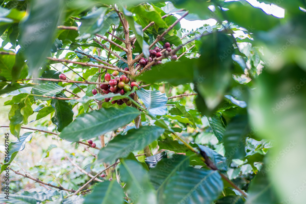 Fototapeta premium Arabicas Coffee bean on Coffee tree