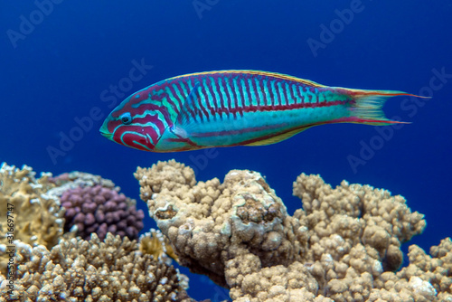 Coral fish Thalassoma Klunzingeri  (Wrasse) nearby a coral reef of the Red sea