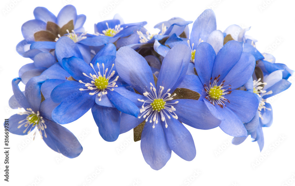 Fototapeta premium Hepatica nobilis