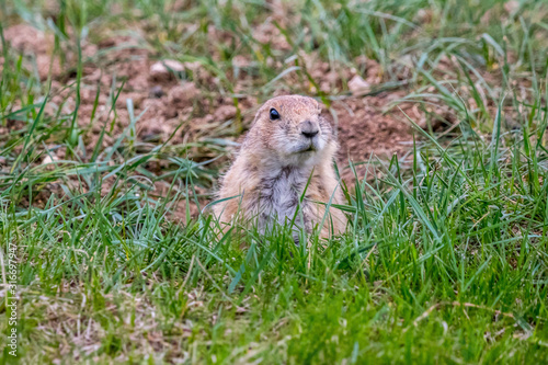 Prairie Dogs in Custer State Park, South Dakota
