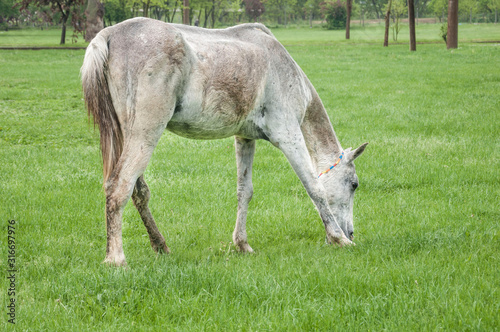 white horse feeding on meadow