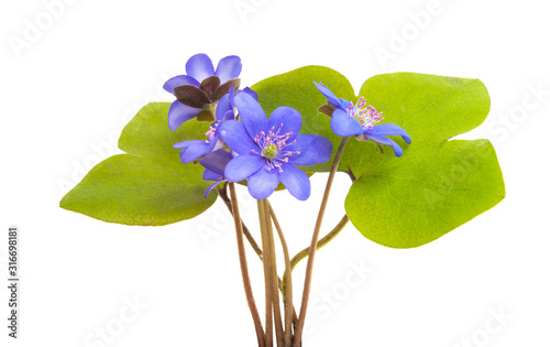 Hepatica nobilis