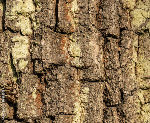 grey brown texture of tree bark with lichen