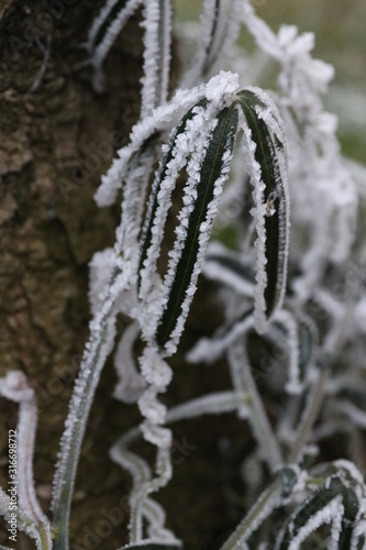 icy winter, white dream world © Kolovic