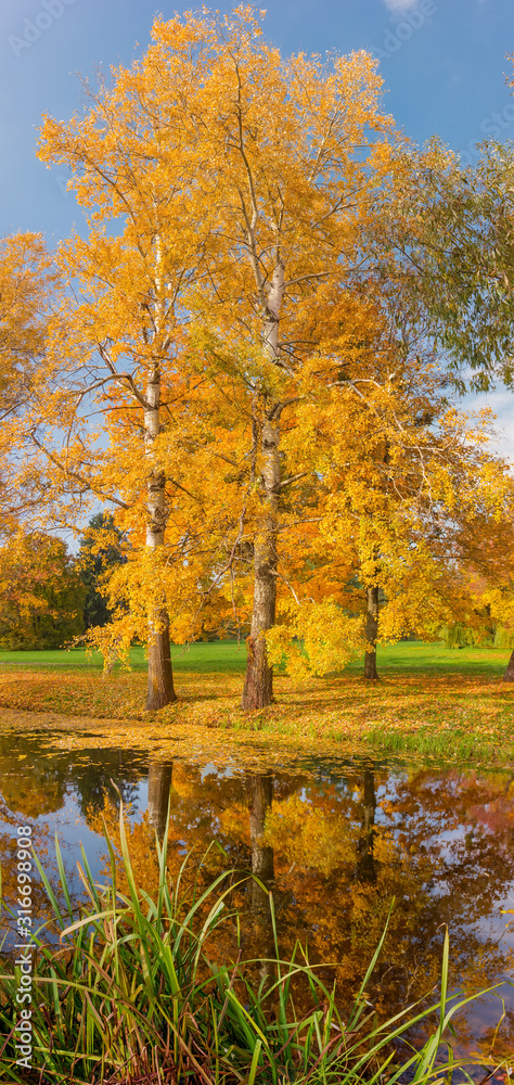 Old aspen trees with autumn leaves on lake shore