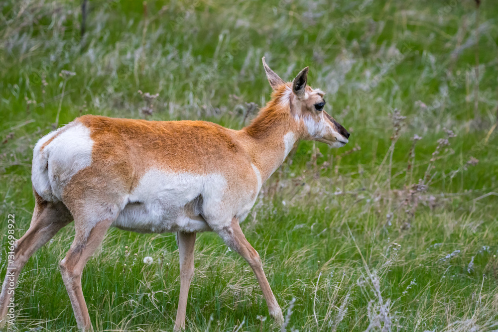 Pronghorn in the field of Custer State Park, South Dakota Pronghorn in the field of Custer State Park, South Dakota