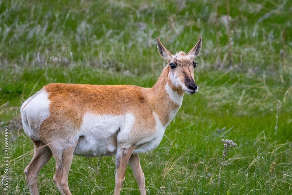 Pronghorn in the field of Custer State Park, South Dakota Pronghorn in the field of Custer State Park, South Dakota