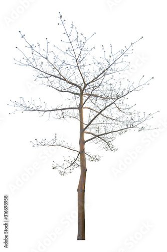 The tree that is completely separated from the background with the delicateness Can be used in many ways Has a scientific name Ceiba pentandra