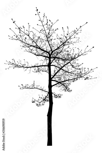 The dead tree that is completely separated from the background with perfection Can be used in many ways