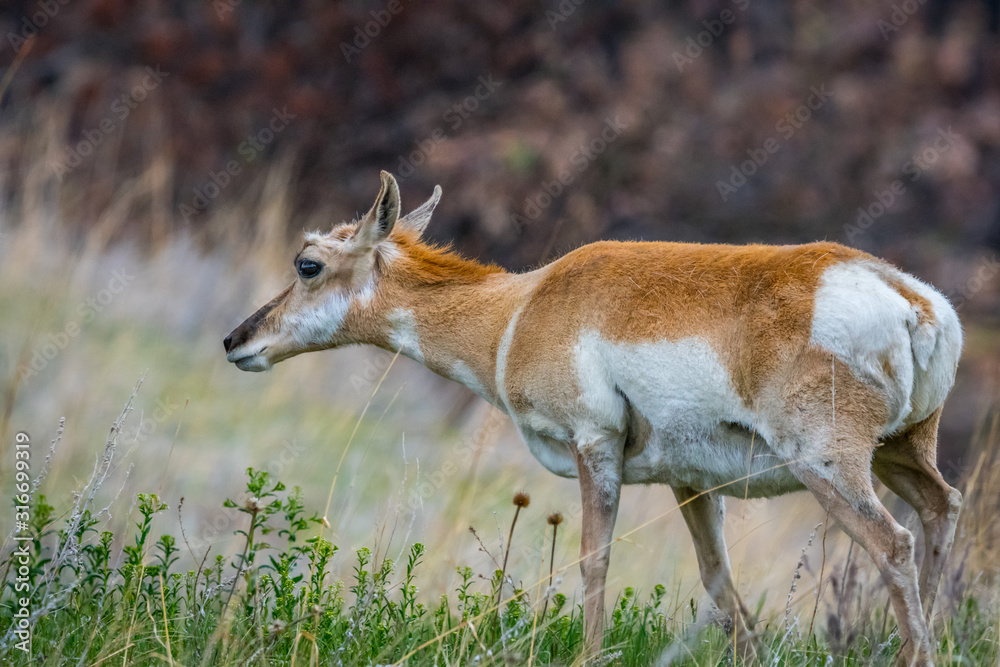 Obraz premium Pronghorn in the field of Custer State Park, South Dakota