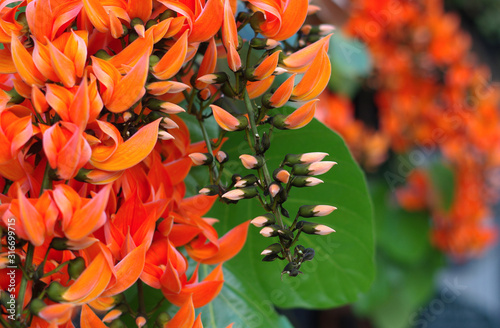 Blooming orange flowers of the sacred Tree in early summer