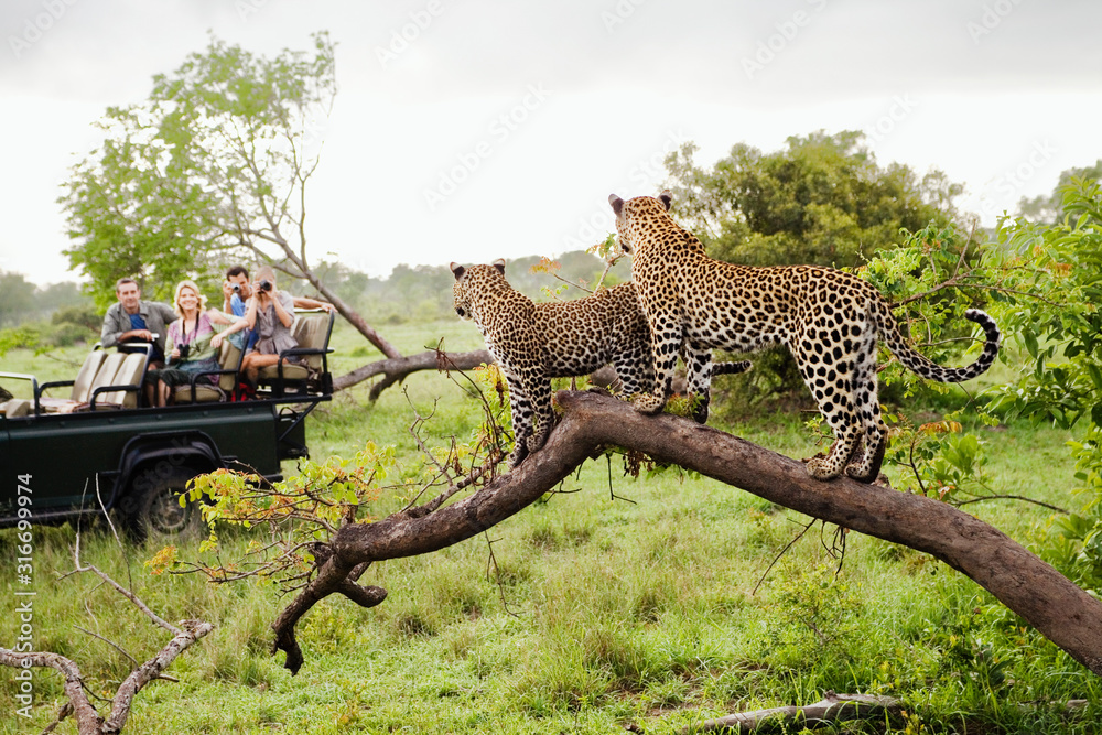 Two leopards on tree watching tourists in jeep back view - obrazy, fototapety, plakaty 
