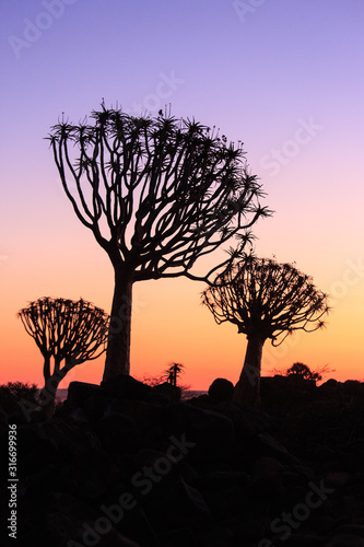 Silhouette of a quiver trees ,Aloe dichotoma, at orange sunset with carved branches on against the sun looking like a graphic design. Namibia.