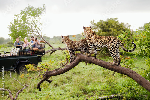Two leopards on tree watching tourists in jeep back view photo