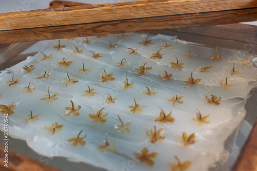 Perfume scent extraction technique enfleurage 