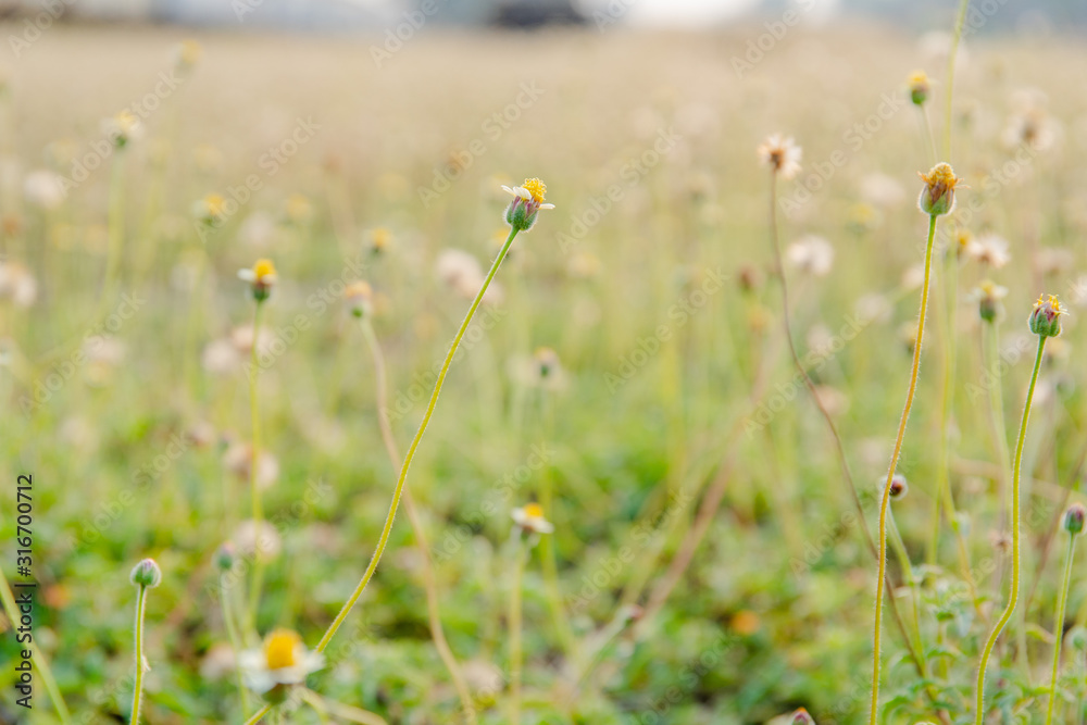 grass flower beside near road