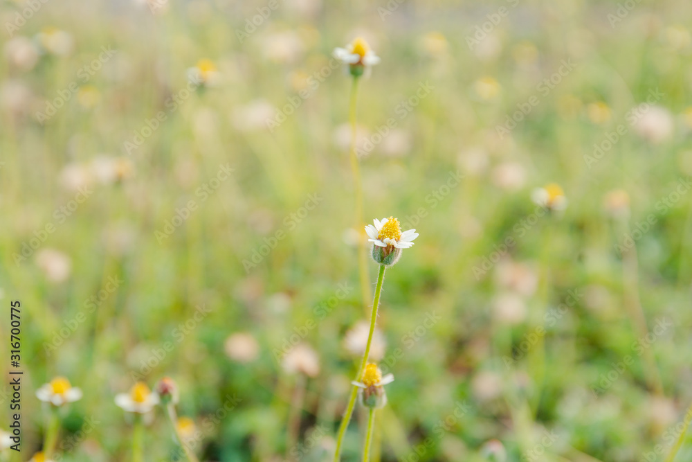 grass flower beside near road grass flower beside near road