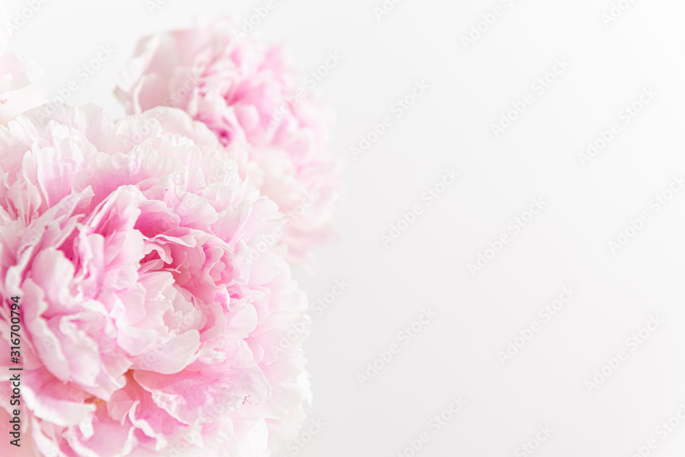 Beautiful pink Peony flowers on light background. Copy space. Banner, greeting card, flower shop concept. Close up, copy space