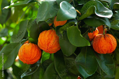 Orange corrugated tree with fruit, citrus aurantium corrugato photo