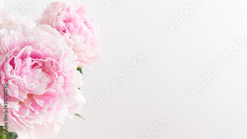 Tender pink peonies on white background. Spring background, greeting card, floral banner. Copy space