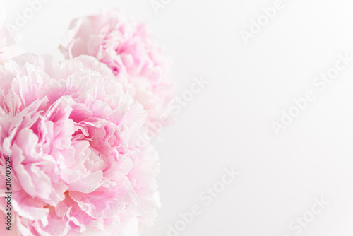 Beautiful pink Peony flowers on light background. Copy space. Banner, greeting card, flower shop concept. Close up, copy space