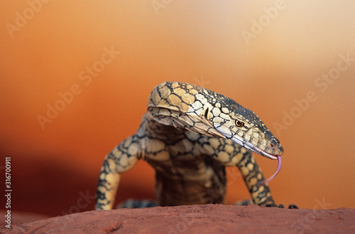 Tableau sur toile Goanna in desert