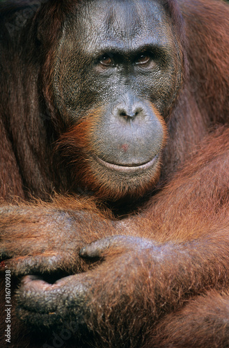 Orangutans embracing close-up © moodboard