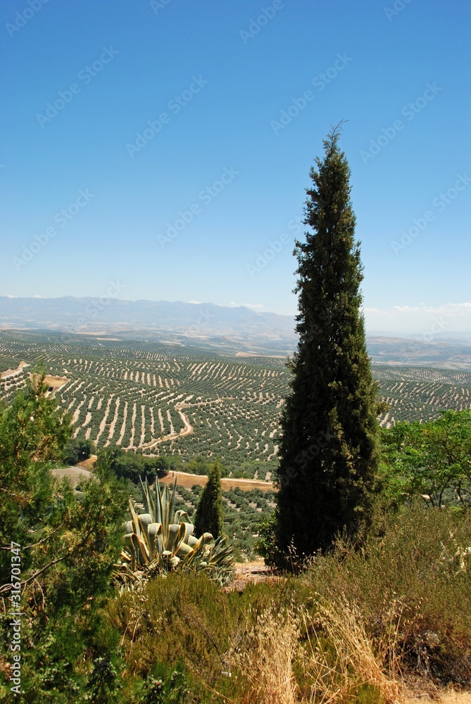 View of olive groves and countryside seen from the Plaza Santa Lucia, Ubeda, Spain.
